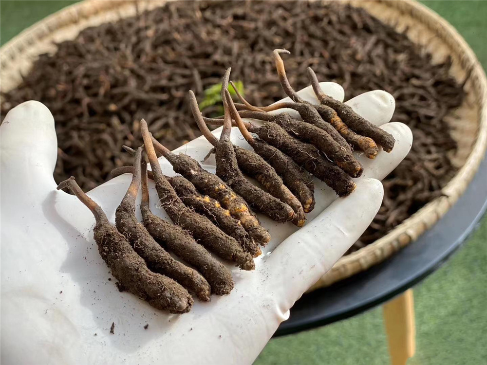 太仓高档虫草回收